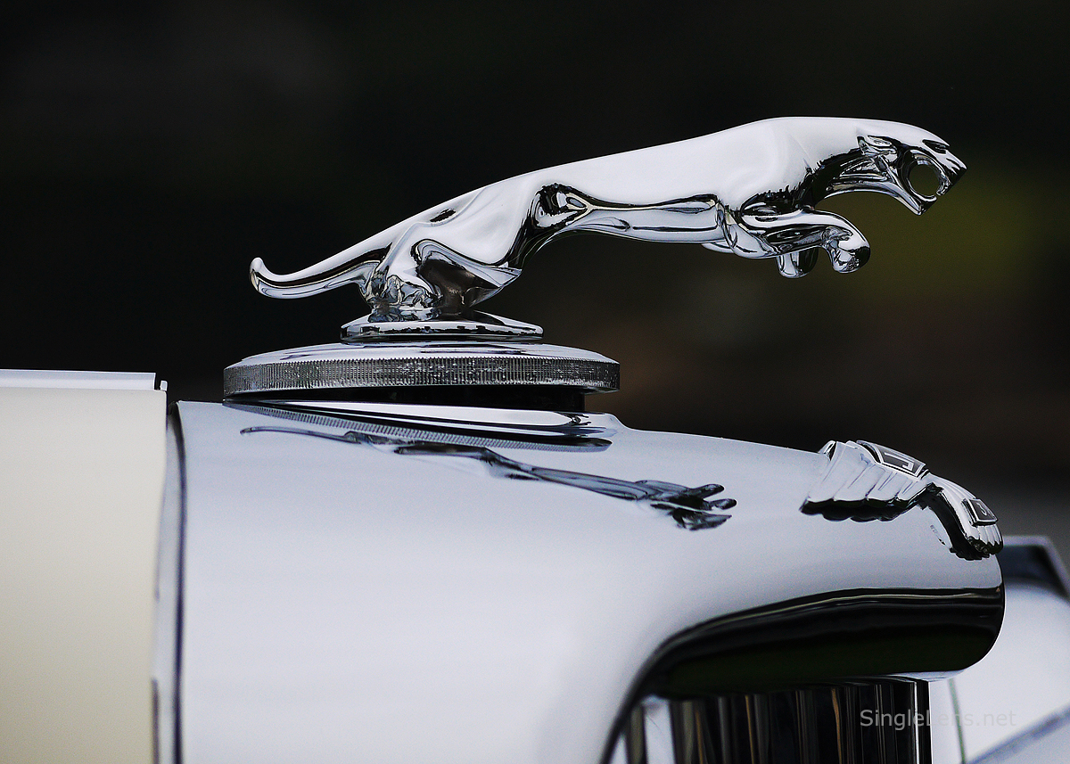 033-Jaguar-Photography.jpg